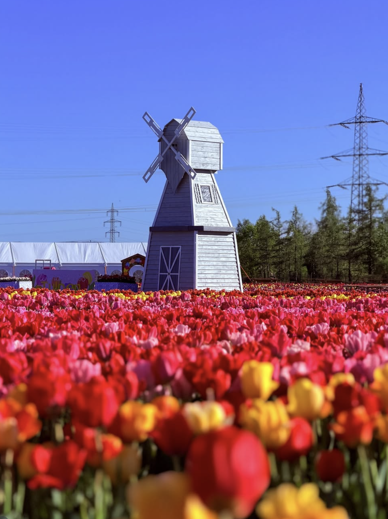 Tulip fields
